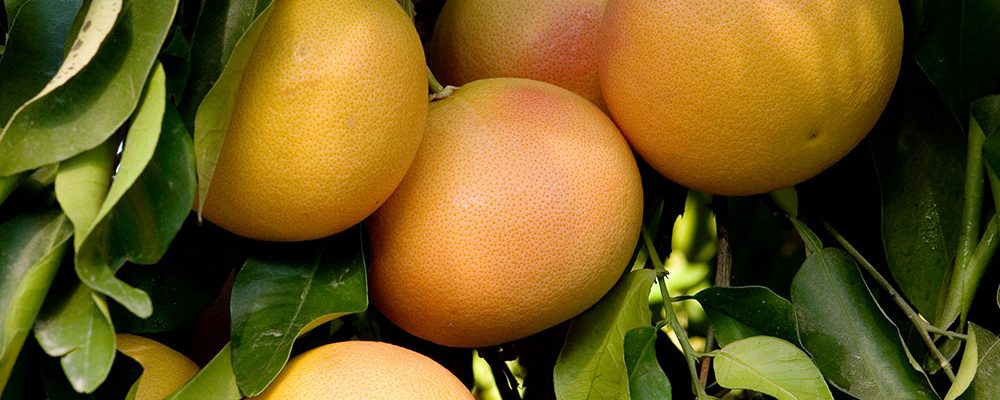 acf-img-grapefruit