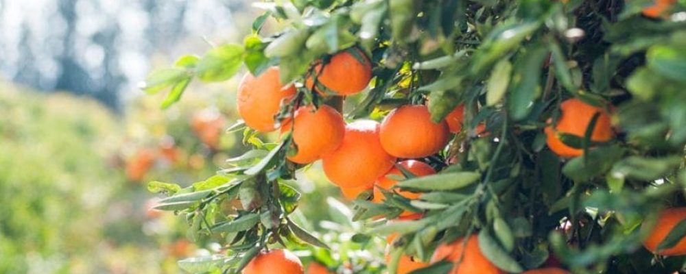 acf-img-mandarin-empress