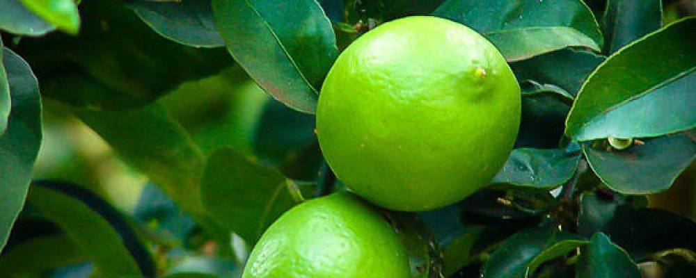 acf-img-persian-lime