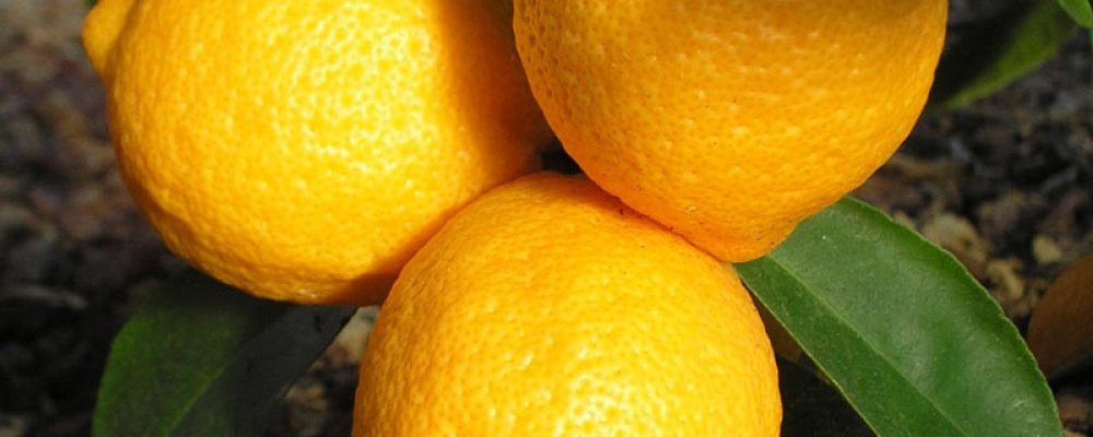 acf-img-rough-lemon
