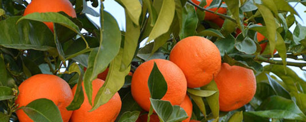 acf-img-valencia-orange